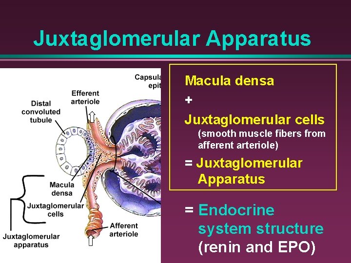 Juxtaglomerular Apparatus Macula densa + Juxtaglomerular cells (smooth muscle fibers from afferent arteriole) =