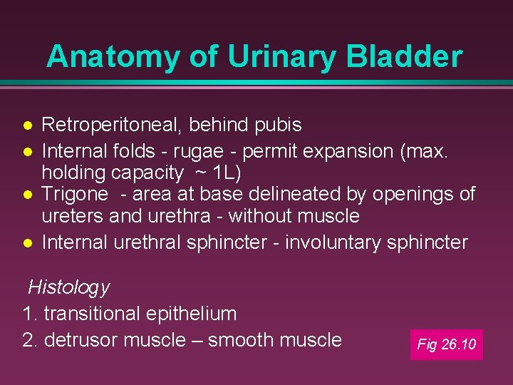 Anatomy of Urinary Bladder Retroperitoneal, behind pubis Internal folds - rugae - permit expansion