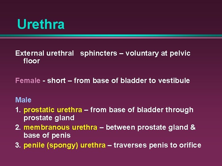 Urethra External urethral sphincters – voluntary at pelvic floor Female - short – from