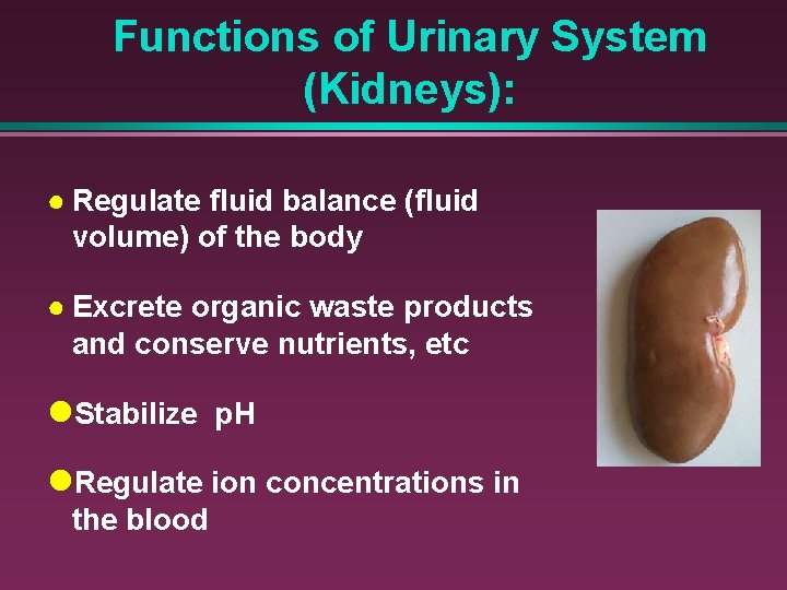 Functions of Urinary System (Kidneys): ● Regulate fluid balance (fluid volume) of the body