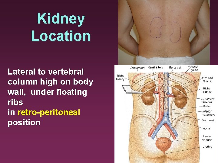 Kidney Location Lateral to vertebral column high on body wall, under floating ribs in