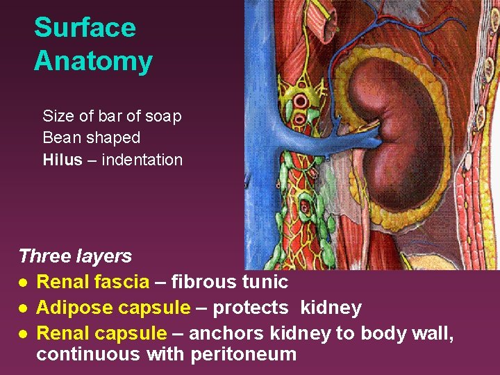 Surface Anatomy Size of bar of soap Bean shaped Hilus – indentation Three layers