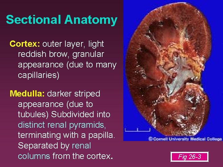 Sectional Anatomy Cortex: outer layer, light reddish brow, granular appearance (due to many capillaries)