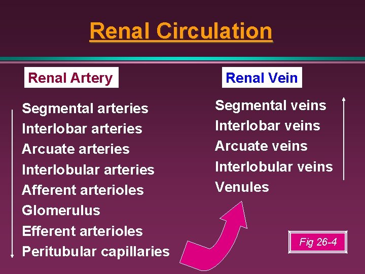 Renal Circulation Renal Artery Segmental arteries Interlobar arteries Arcuate arteries Interlobular arteries Afferent arterioles