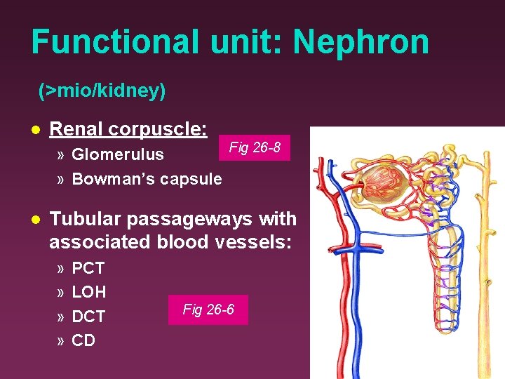Functional unit: Nephron (>mio/kidney) Renal corpuscle: Fig 26 -8 » Glomerulus » Bowman’s capsule