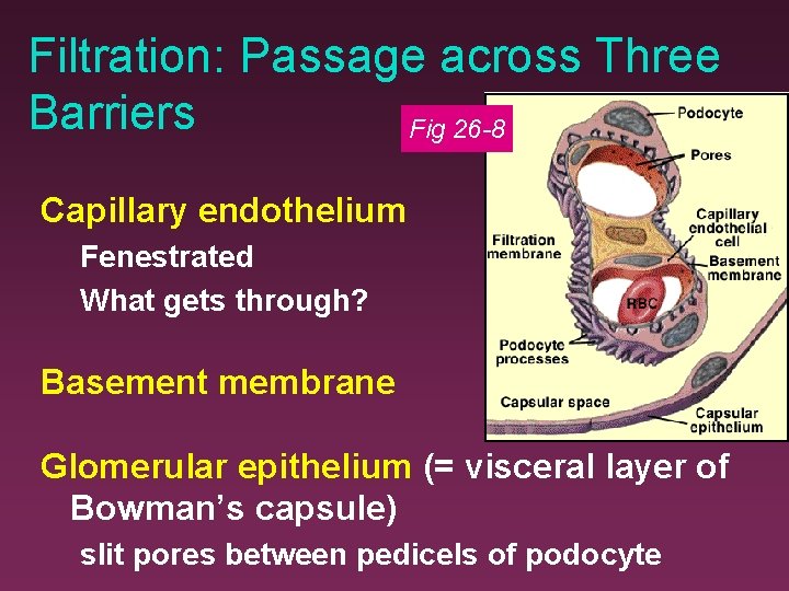 Filtration: Passage across Three Barriers Fig 26 -8 Capillary endothelium Fenestrated What gets through?