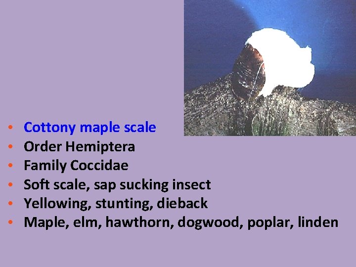  • • • Cottony maple scale Order Hemiptera Family Coccidae Soft scale, sap