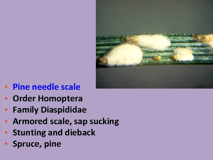  • • • Pine needle scale Order Homoptera Family Diaspididae Armored scale, sap
