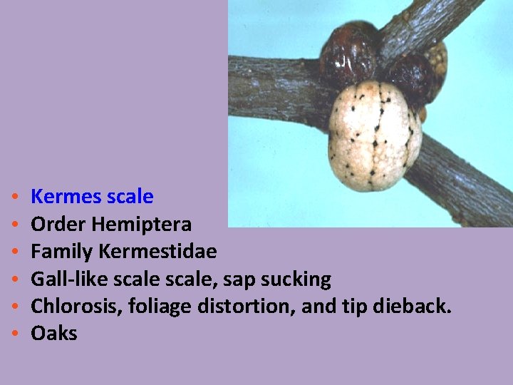  • • • Kermes scale Order Hemiptera Family Kermestidae Gall-like scale, sap sucking