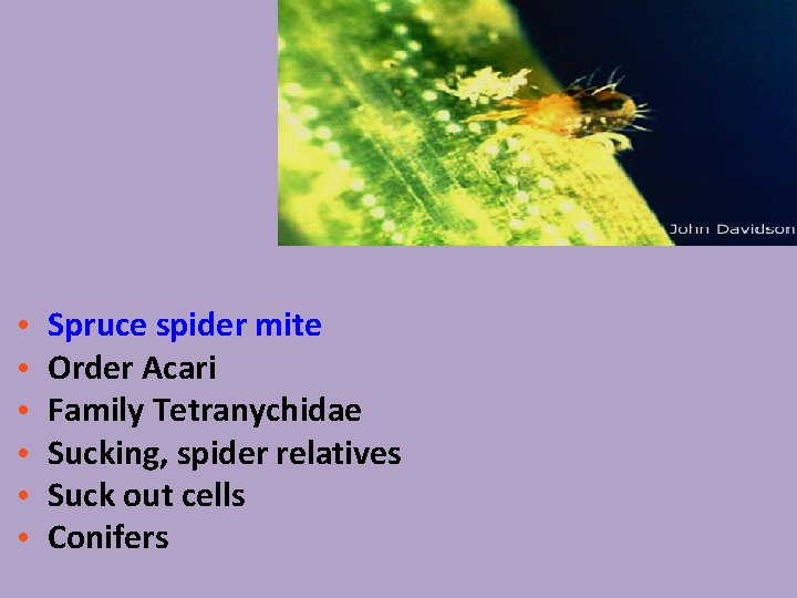  • • • Spruce spider mite Order Acari Family Tetranychidae Sucking, spider relatives