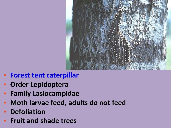  • • • Forest tent caterpillar Order Lepidoptera Family Lasiocampidae Moth larvae feed,