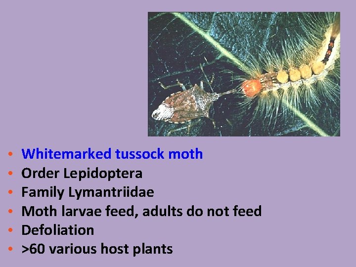  • • • Whitemarked tussock moth Order Lepidoptera Family Lymantriidae Moth larvae feed,