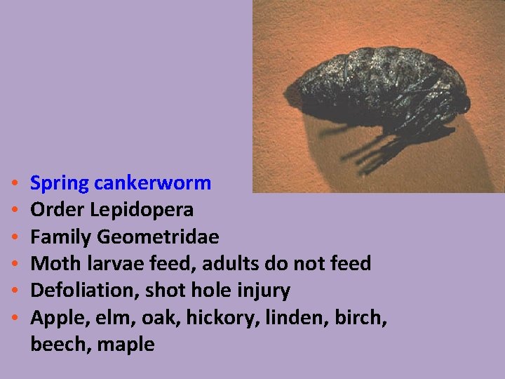  • • • Spring cankerworm Order Lepidopera Family Geometridae Moth larvae feed, adults
