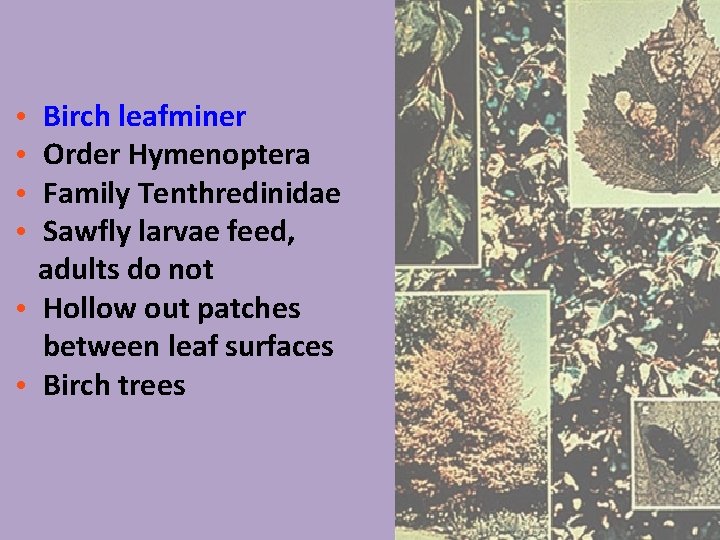Birch leafminer Order Hymenoptera Family Tenthredinidae Sawfly larvae feed, adults do not • Hollow