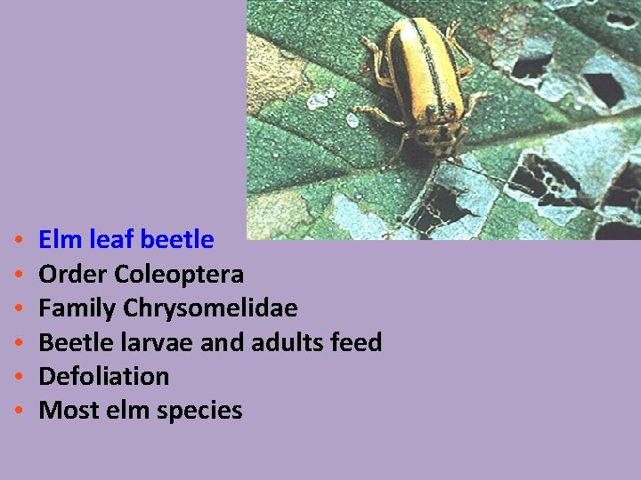  • • • Elm leaf beetle Order Coleoptera Family Chrysomelidae Beetle larvae and