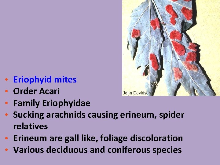 Eriophyid mites Order Acari Family Eriophyidae Sucking arachnids causing erineum, spider relatives • Erineum