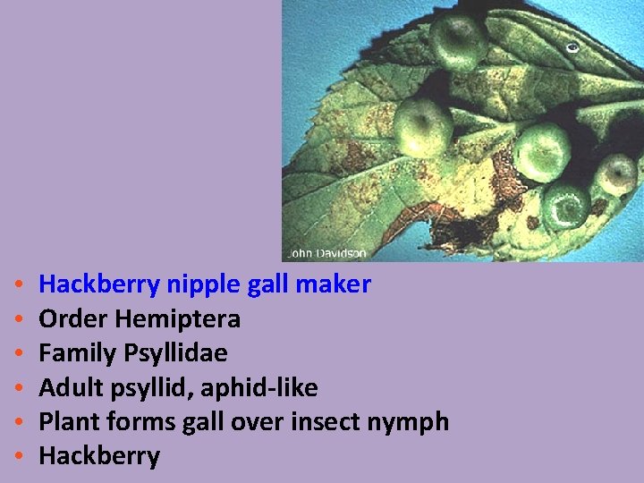  • • • Hackberry nipple gall maker Order Hemiptera Family Psyllidae Adult psyllid,