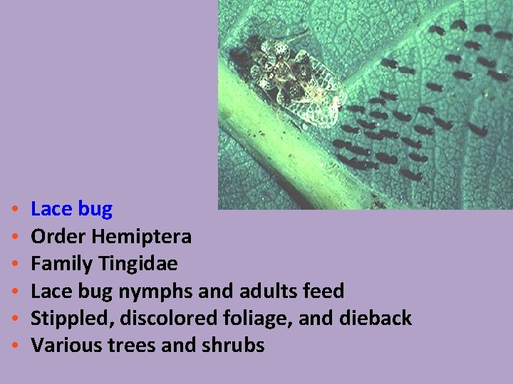  • • • Lace bug Order Hemiptera Family Tingidae Lace bug nymphs and