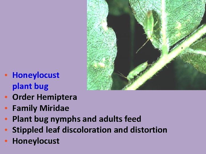  • Honeylocust plant bug • Order Hemiptera • Family Miridae • Plant bug