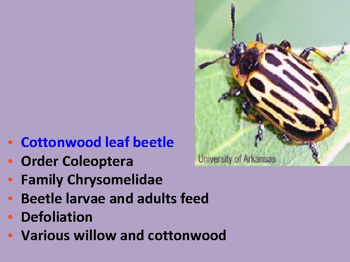  • • • Cottonwood leaf beetle Order Coleoptera Family Chrysomelidae Beetle larvae and