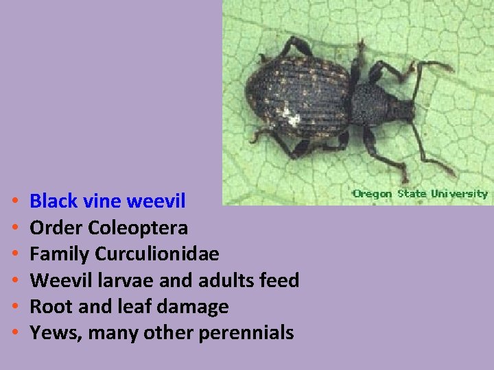  • • • Black vine weevil Order Coleoptera Family Curculionidae Weevil larvae and