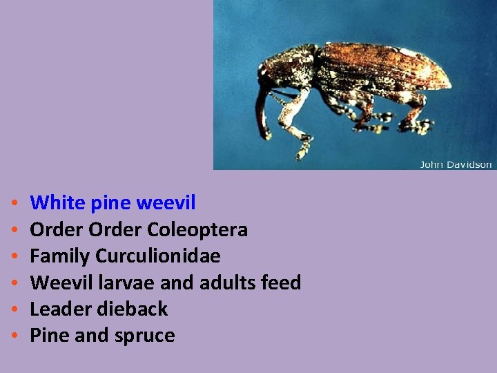  • • • White pine weevil Order Coleoptera Family Curculionidae Weevil larvae and