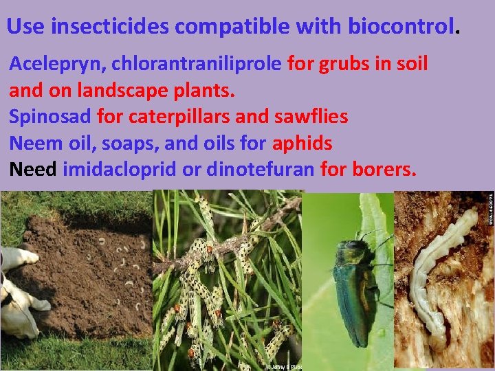 Use insecticides compatible with biocontrol. Acelepryn, chlorantraniliprole for grubs in soil and on landscape