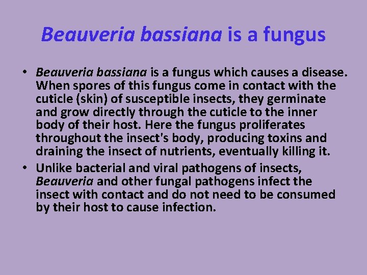 Beauveria bassiana is a fungus • Beauveria bassiana is a fungus which causes a