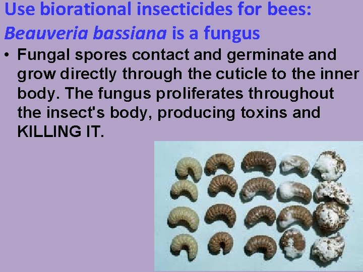 Use biorational insecticides for bees: Beauveria bassiana is a fungus • Fungal spores contact