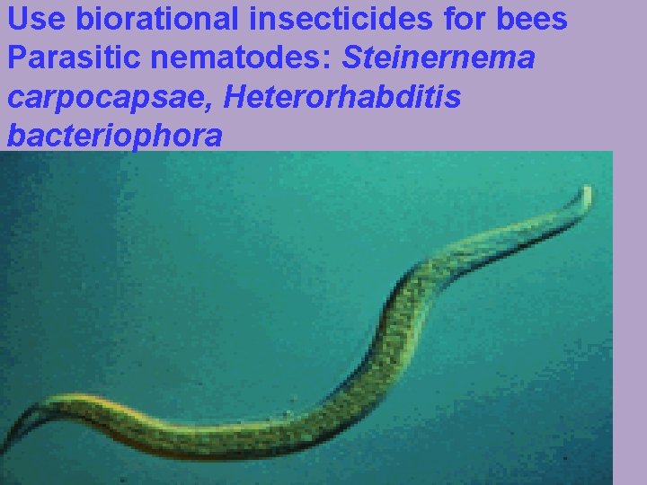 Use biorational insecticides for bees Parasitic nematodes: Steinernema carpocapsae, Heterorhabditis bacteriophora 