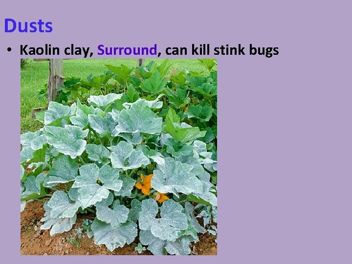 Dusts • Kaolin clay, Surround, can kill stink bugs 