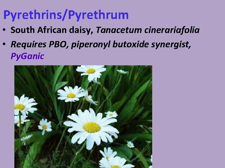Pyrethrins/Pyrethrum • South African daisy, Tanacetum cinerariafolia • Requires PBO, piperonyl butoxide synergist, Py.