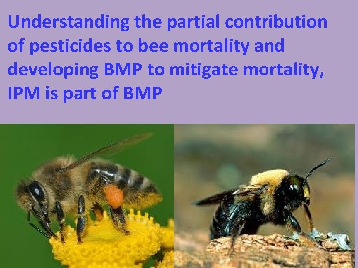 Understanding the partial contribution of pesticides to bee mortality and developing BMP to mitigate