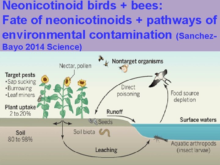 Neonicotinoid birds + bees: Fate of neonicotinoids + pathways of environmental contamination (Sanchez. Bayo