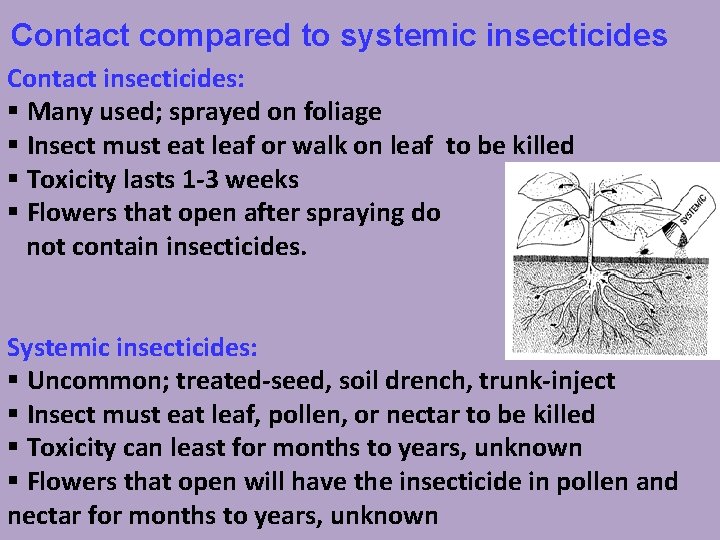 Contact compared to systemic insecticides Contact insecticides: § Many used; sprayed on foliage §