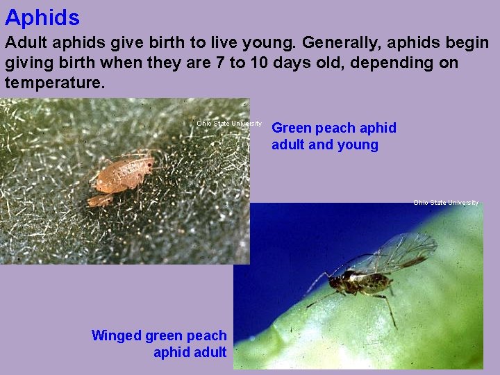 Aphids Adult aphids give birth to live young. Generally, aphids begin giving birth when