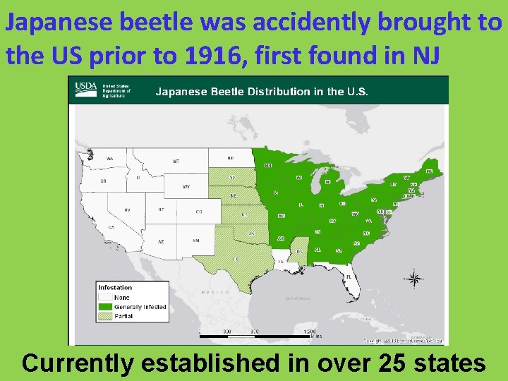 Japanese beetle was accidently brought to the US prior to 1916, first found in
