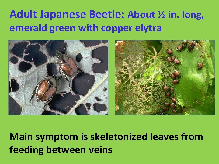 Adult Japanese Beetle: About ½ in. long, emerald green with copper elytra Main symptom