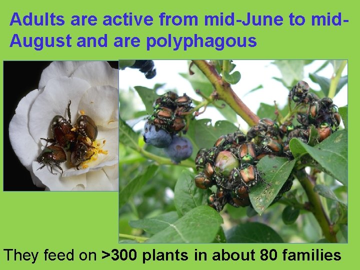 Adults are active from mid-June to mid. August and are polyphagous They feed on