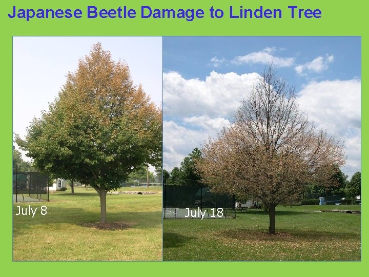 Japanese Beetle Damage to Linden Tree July 8 July 18 