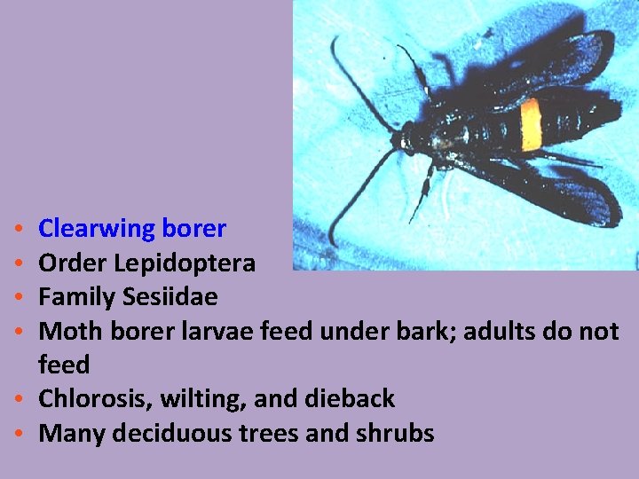 Clearwing borer Order Lepidoptera Family Sesiidae Moth borer larvae feed under bark; adults do