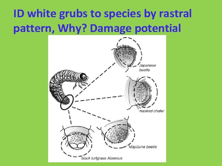 ID white grubs to species by rastral pattern, Why? Damage potential 