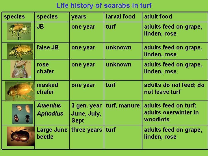 Life history of scarabs in turf species years larval food adult food JB one