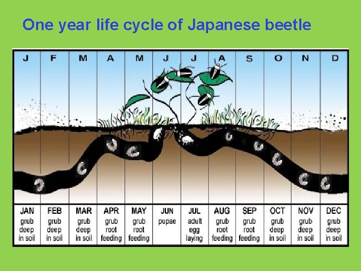 One year life cycle of Japanese beetle 