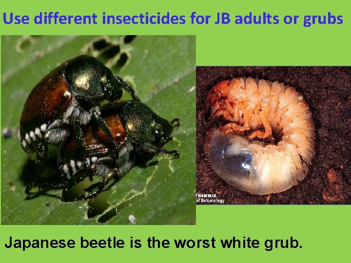 Use different insecticides for JB adults or grubs Japanese beetle is the worst white