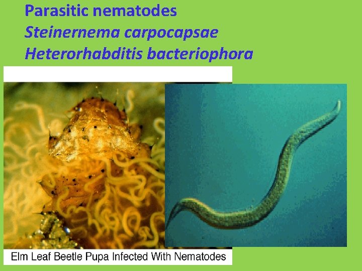 Parasitic nematodes Steinernema carpocapsae Heterorhabditis bacteriophora 