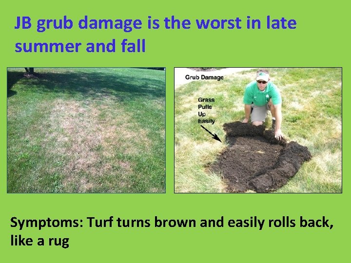 JB grub damage is the worst in late summer and fall Symptoms: Turf turns
