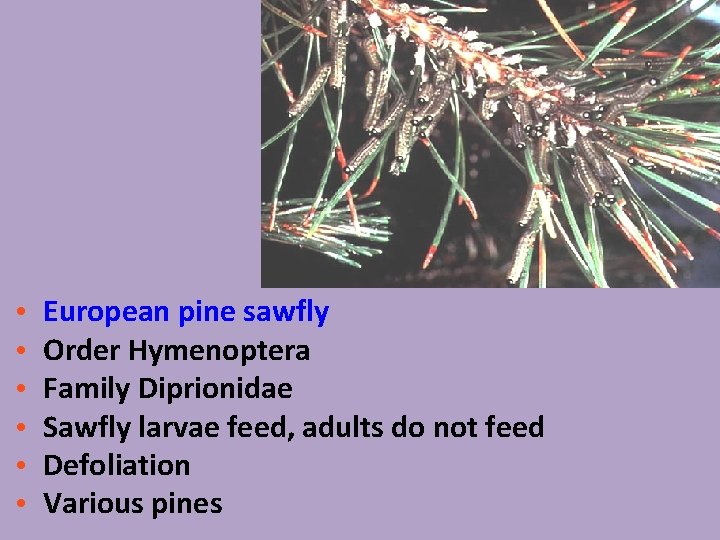  • • • European pine sawfly Order Hymenoptera Family Diprionidae Sawfly larvae feed,