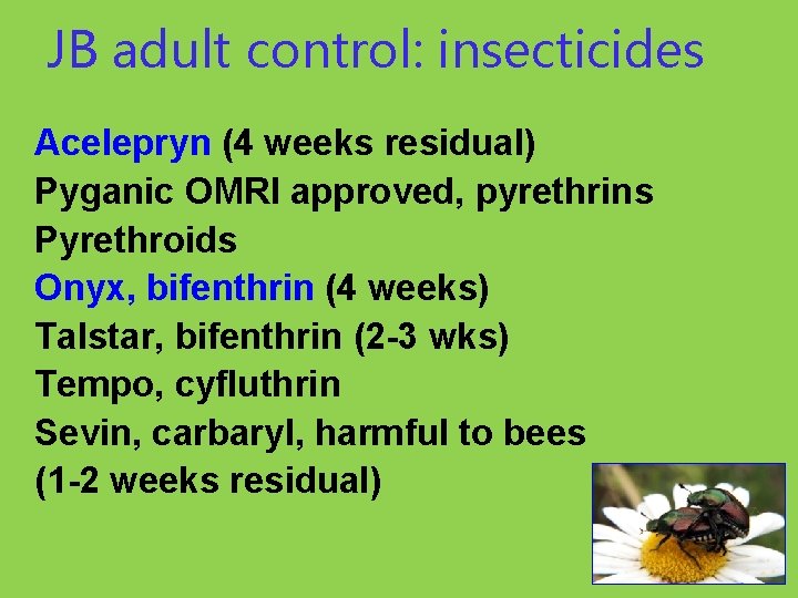 JB adult control: insecticides Acelepryn (4 weeks residual) Pyganic OMRI approved, pyrethrins Pyrethroids Onyx,