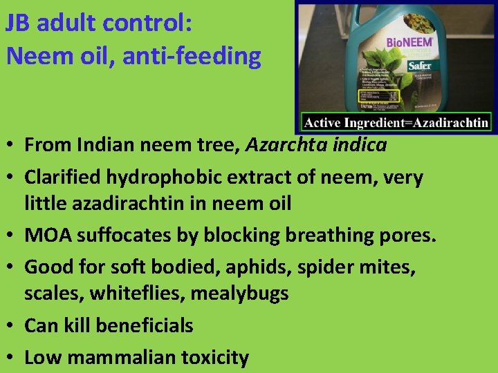 JB adult control: Neem oil, anti-feeding • From Indian neem tree, Azarchta indica •